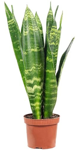 Sansevieria trifasciata Black Coral Plante d'intérieur facile d'entretien Hauteur env. 30 cm Diamètre du pot 9 cm