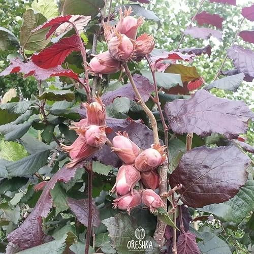 Corylus avellana Purpurea 10 PCS Fresh Seeds, Red - leaved Hazelnuts Seeds, Hazelnut Tree, Filbert Seeds, Fruit nut Seeds, Organic Seeds