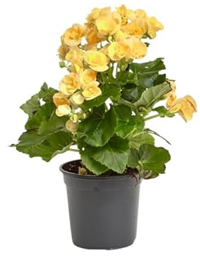 Verdecora Begonia Elatior Amarilla| Planta de los mil colores | Planta natural de interior en maceta de Ø13cm | Flores Elegantes y Duraderas | Ideal para Decorar Hogares y Oficinas