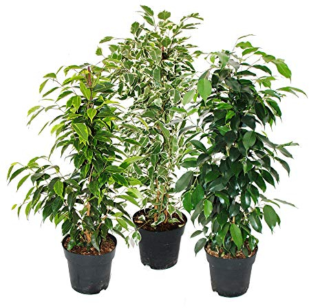Ficus Benjamini - Set of 3 - Danielle - Anastasia - Twighlight - 17cm pot