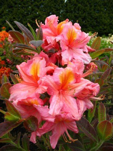 rosa mit gelbem Fleck blühende Garten Azalee Rhododendron luteum Berryrose 60 cm hoch im 5 Liter Pflanzcontainer