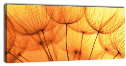 wandmotiv24 Leinwandbild Panorama Nr. 319 Pusteblume Orange 100x40cm, Keilrahmenbild, Bild auf Leinwand, Löwenzahn Blüte Schirmchen