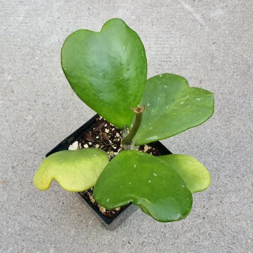 30 semi freschi di pianta Hoya kerrii verdi