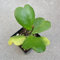 30 semillas frescas de Hoya kerrii verdes