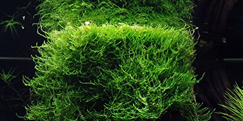 Aquarium Fan Java-Moos/Taxiphyllum barbieri - Javamoos - Handgrosse Portion