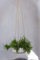 Finestgreen Hängende Pflanzschale Eileen Grau | Hängende Pflanzschale zum bepflanzen | Urban Gardening Pflanzenampel Betonoptik (M Ø:29 H:11 cm) Pottery Pots