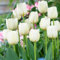 Tulpenzwiebeln Single White Passion (25 Zwiebeln) exklusive weiße Tulpen aus Holland, winterhart und mehrjährig für Garten, Töpfe, Balkon aus Amsterdam (große Knollen, kein Samen, nicht künstlich)