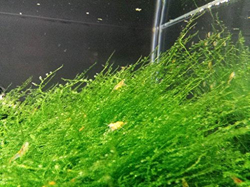 Vesicularia sp. Creeping/Creeping Moss , 4 x 6 cm