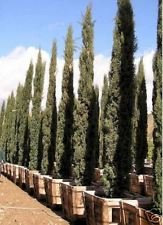 Cupressus sempervirens Semi CYPRESS ITALIANI!