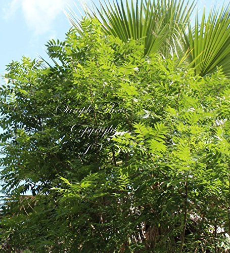 Portal Cool Ornamentale Pistacchio albero 15 Semi facile da coltivare Brilliant Color Pistacia