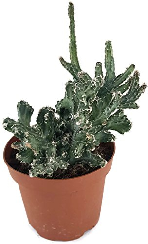 Monvillea spegazzinii forma cristata - sehr schöne blau-grüne Sukkulente - pflegeleichte Sammlerpflanze für das sonnige Fensterbrett