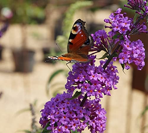 Sommerflieder/Schmetterlingsstrauch `Black Knight´, Buddleja davidii, 60-80cm im Topf