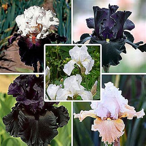 MehrjäHrige, Farbenfrohe Iris-Rhizom In GroßPackungen, Schwertlilien, Fachgerecht Gepflanzt, GartenverschöNerung-3 Rhizom-D