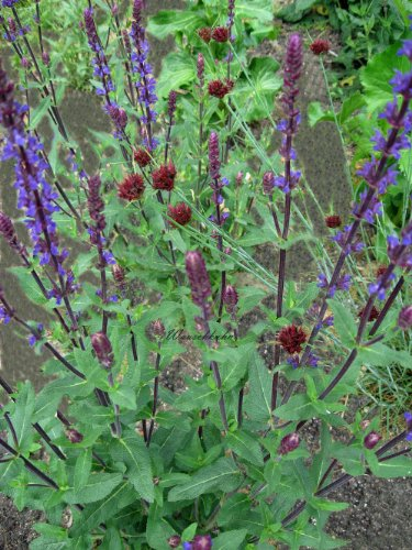 Staudenkulturen Wauschkuhn Salvia nemerosa 'Caradonna'- Salbei - Staude im 9cm Topf