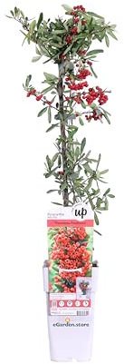 Pianta di Pyracantha Coccinea Red Star pianta da esterno ornamentale bacche rosse pisanta vera da siepe venduta da eGarden.store