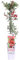 Pianta di Pyracantha Coccinea Red Star pianta da esterno ornamentale bacche rosse pisanta vera da siepe venduta da eGarden.store