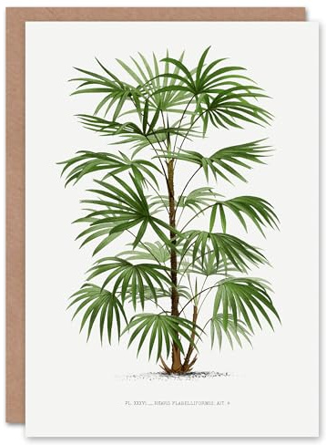 Artery8 Oswald de Kerchove Art Card Rhapis Flabelliformis Palm Tree