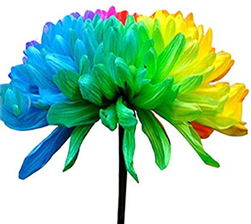 Benoon Semillas De Crisantemo Arco Iris, 1 Bolsa Semillas De Crisantemo Arco Iris Llamativas Semillas De Bonsái De Balcón Coloridas Resistentes A La Sequía Para Jardín Semillas de crisantemo arcoíris