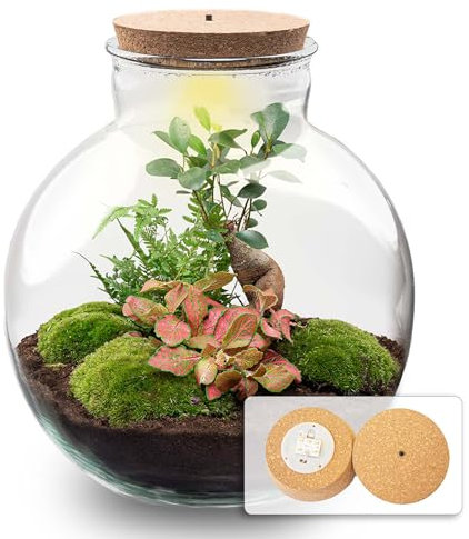 urbanjngl.com - Flaschengarten - Bolder Bob Bonsai - Ökosystem mit Pflanzen im Glas - ↑ 30 cm Bolder Bob Bonsai - Do-It-Yourself Paket - DIY-Set - Pflanze im Glas - Komplettset Terrarium -