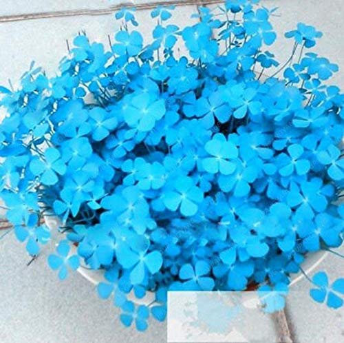 Portal Cool 200 pezzi blu fortunato Erba Quadrifoglio Erba Piante Campagna Decorazione:Semi