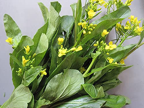Genipap 200 piezas de semillas de plantas de mostaza china