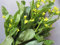 Genipap 200 piezas de semillas de plantas de mostaza china