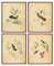 heshengzaixian Kunstdruck auf Leinwand, Motiv: Vögel im Vintage-Stil, Motiv: tropische Vögel, Blumen, Pflanzen, Illustration, Dekoration, Vogel-Kunstdruck, Poster, Geschenk für Vogelliebhaber, 4 Stück