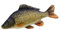 GABY Fish Pillows Dekoratives Kissen in Form eines echten Fisches, Mini Gemeine Karpfen