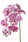 artplants.de Ramo di phalaenopsis Finto CEDRA, Bianco-Rosa, 75cm - Orchidea Decorativa/Ramo Artificiale