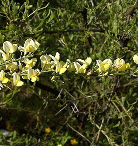 Weißer Ginster 40-60cm - Cytisus praecox