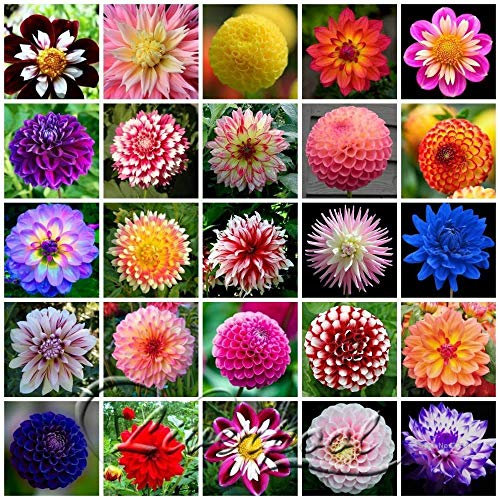 Portal Cool Arancione Pompon Dalia: 25 Tipi Semi Dalia un paquete de 50 semi faciles Crescita DIY Garde decorativo