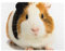 Niedliches Meerschweinchen-Druck-Puzzle, 500 Teile, Holzpuzzle, Geschenke für Erwachsene, Familie, Hochzeit, Abschlussgeschenk, vertikale Version