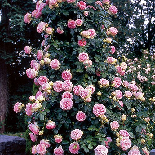 100 Rose Eden scalatore semi rosa rampicante semi Bonsai Fiore e piante da giardino Semi