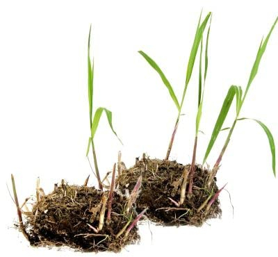 1 x Jumbogras® Pflanzballen, Elefantengras 'Miscanthus x giganteus', Sichtschutz, schnellwüchsige Gräserhecke, Solitärgras, Gräser-Beet (Größe JUMBO)
