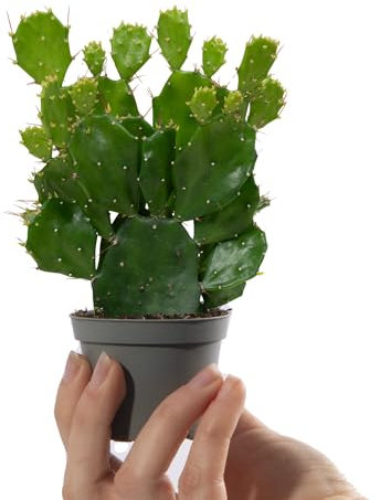 Baby Bunny Ear Cactus | Opuntia Microdasys Yellow | Small House Plants for Home Office | Grow Your Own Baby Plants | Indoor Plant in Pot