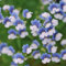 500 pcs elfenspiegel samen - Nemesia strumosa - blumensamen mehrjährig winterhart, seeds elfenspiegel pflanze geschenk garten, samen balkon pflanzen samen indoor, pflanzen winterhart