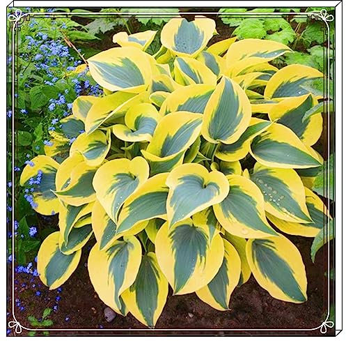 Hosta Pianta Rizoma Di Hosta Rizoma Hosta Hosta Hosta Pianta In Vaso Fiori Da Giardino E Piante Bonsai-6bulbi-e