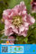 Christrosen : Christrose Schneerose Lenzrose Helleborus  Double Ellen Pink  winterhart 1 Rhizom