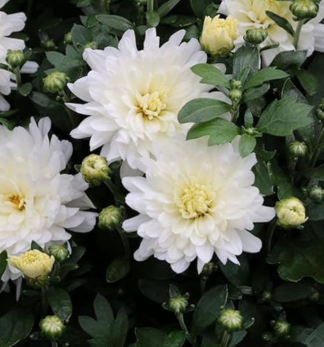 Winteraster Havelschwan - Chrysanthemum hortorum - lebende Gartenpflanze aus den Baumschulen