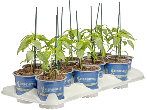 Kiepenkerl Habanero Chili Hana Rot Capsicum chinense F1 ca 300000 Scoville 10,5cm Topf
