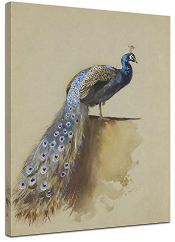 Bilderdepot24 Bild auf Leinwand | Archibald Thorburn Pfau in 50x60 cm als Wandbild | Wand-deko Dekoration Wohnung alte Meister | 181170-50x60