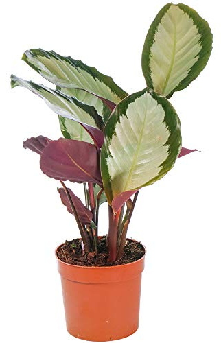 Calathea picturata 'Argentea' Topfpflanze Panaschierte Silberne Zimmerpflanze