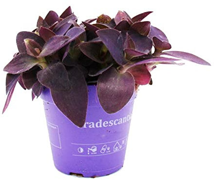 Tradescantia Purpusii Planta Natural Adapatada a Climas Secos