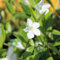 24 x Jungfernkraut Immergrün 'Alba' - Vinca minor Alba Topf 9x9cm, für 3m² : Ein charmantes weißblühendes Jungfernkraut für bezaubernde Bodengestaltung