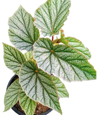 80 graines de plantes de bégonia