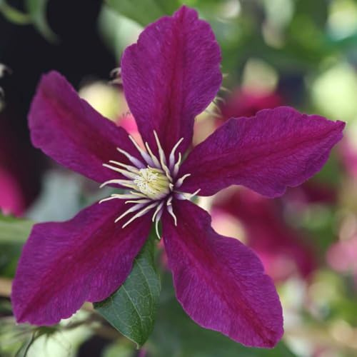 Clematis 'Niobe' – Hardy Perennial Climber – Ruby-Red Summer Flowers – Compact Clematis for Containers or Borders – 1x 7cm Pot by Thompson and Morgan