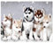 (40x50cm)DIY Square Diamond Painting Quadratische Diamant Gemälde Malen nach Zahlen 5D Kits Diamant Painting Bilder Voll Set Husky Familie Kreuzstich Mosaikherstellung Bilder Basteln Diamanten