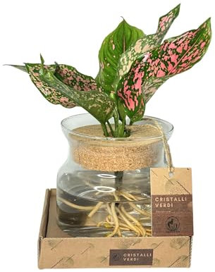 Aglonema Pink Beauty in Idrocultura, pianta VERA, varietà rara in elegante contenitore in vetro in elegante confezione