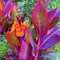 Canna Zwiebeln, mehrjährige krautige Blume, leuchtende Farben, extrem winterhart, dekorative Blume für den Innen- und Außenbereich-1 zwiebel-B