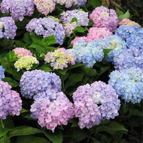 Bulbi di Hydrangea,bulbi Di Ortensia Blu,piante erbacee perenni,Ambiente paesaggistico,attraenti,decorazione del giardino,Hydrangea Bulbs(Senza semi,non artificiali,resistenti)-2bulbi-G